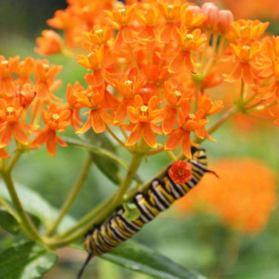 Perennials