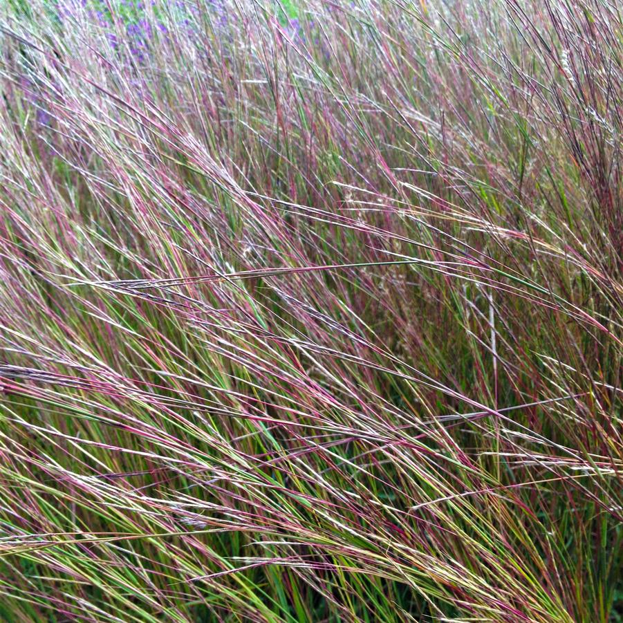 Grasses