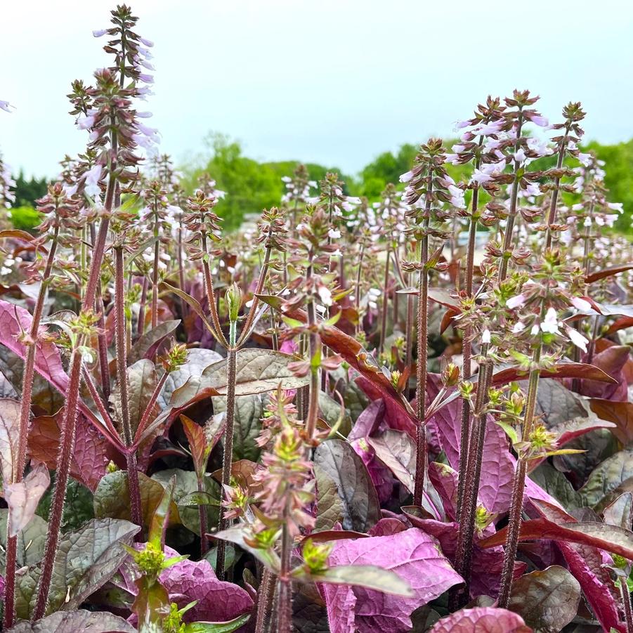 Nativar - Cultivar of a Native Plant