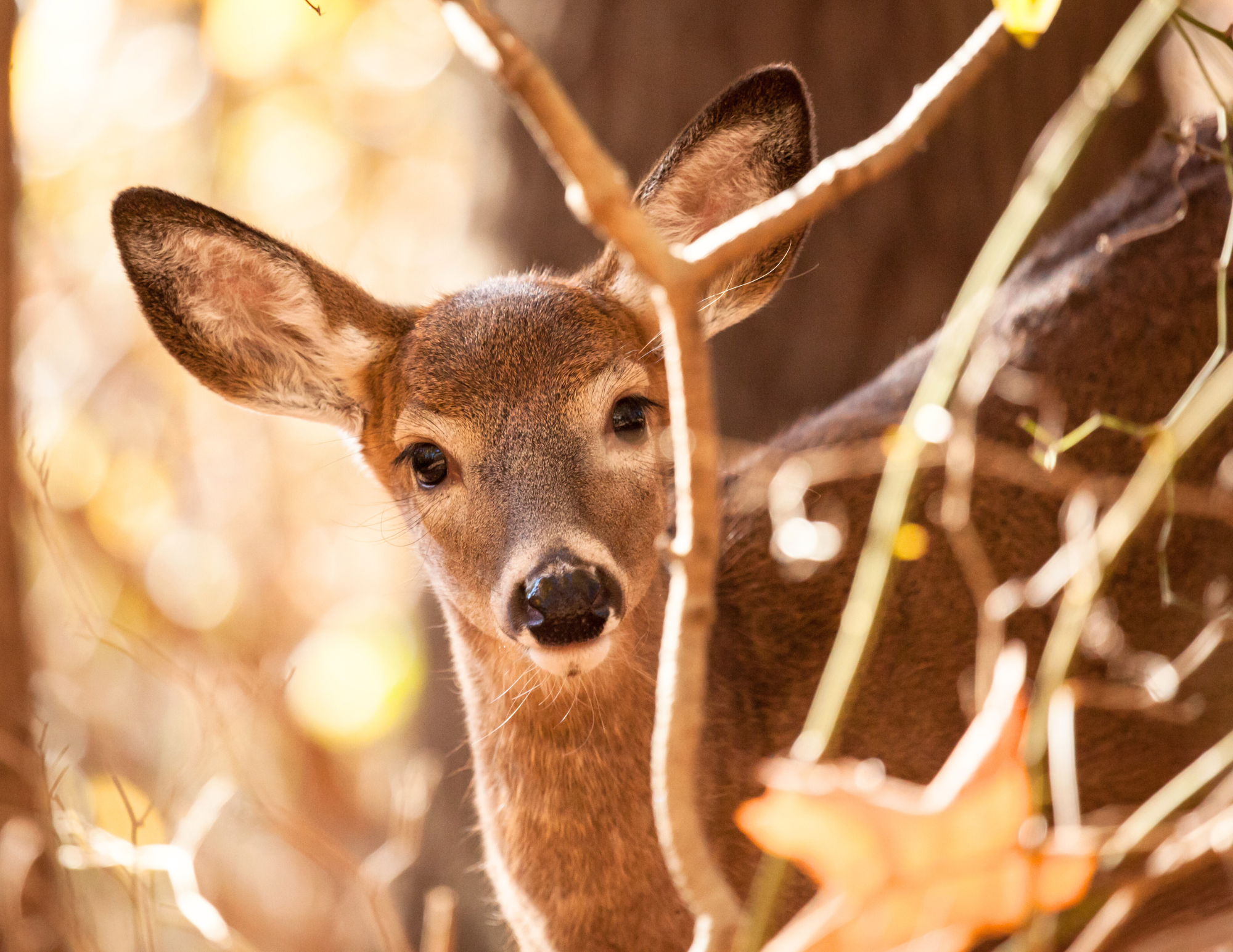 Deer Resistant