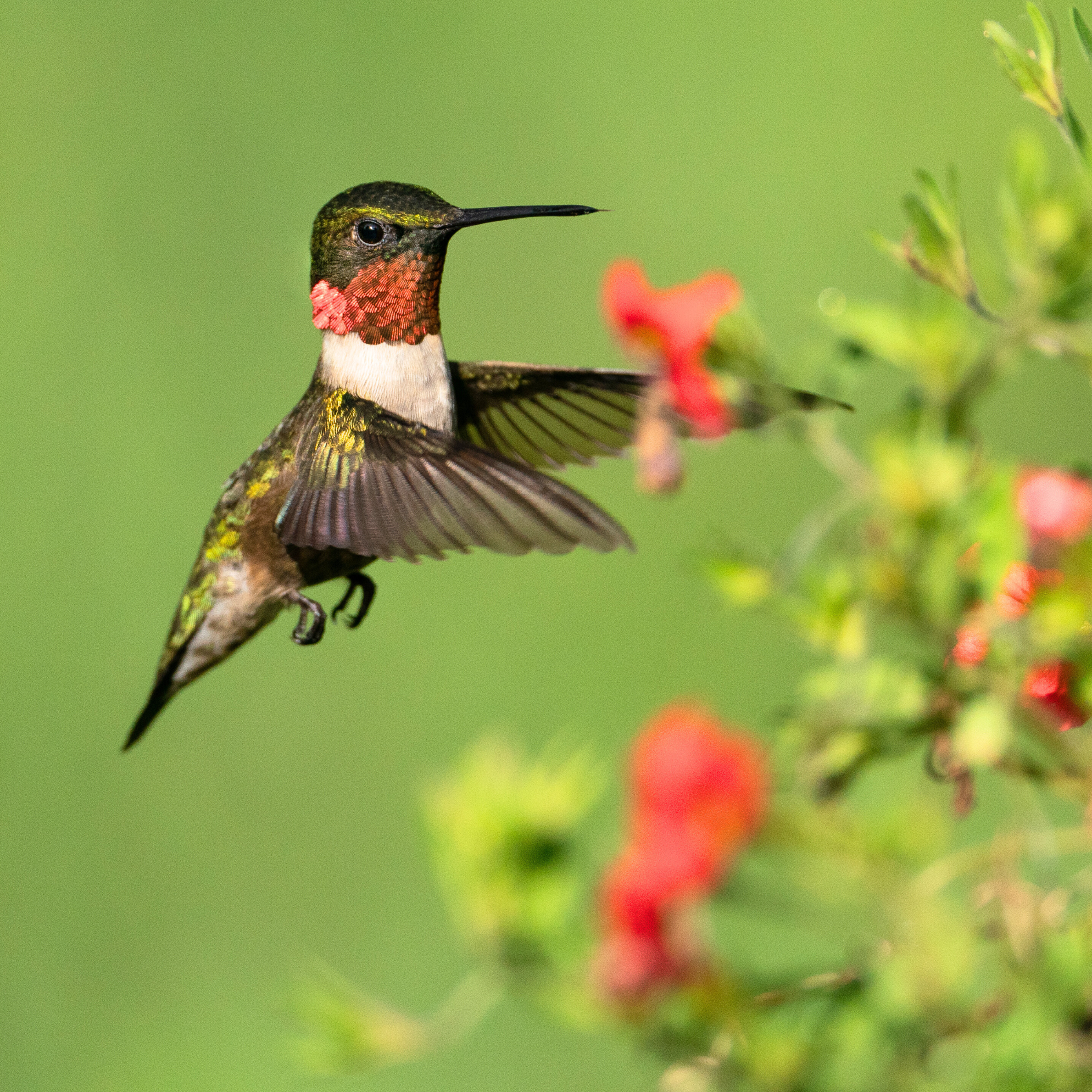 Attracts Hummingbirds