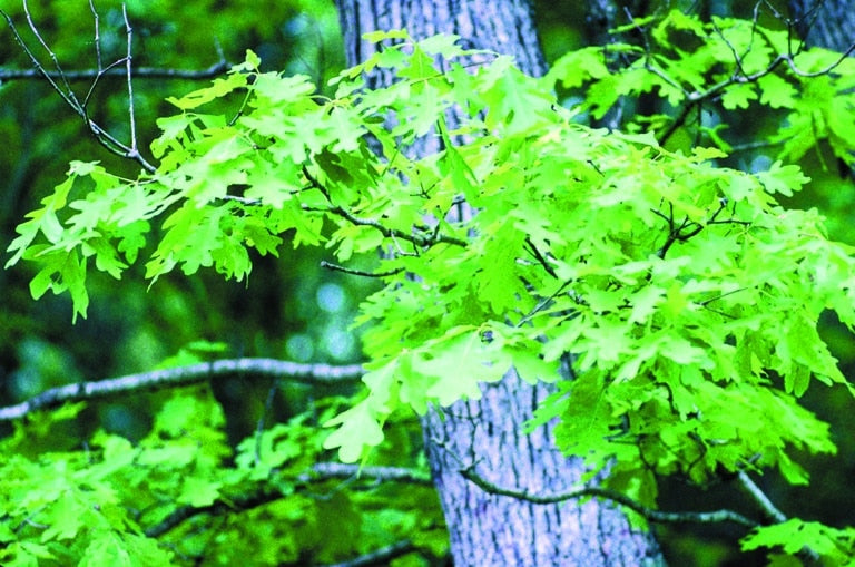 Trees