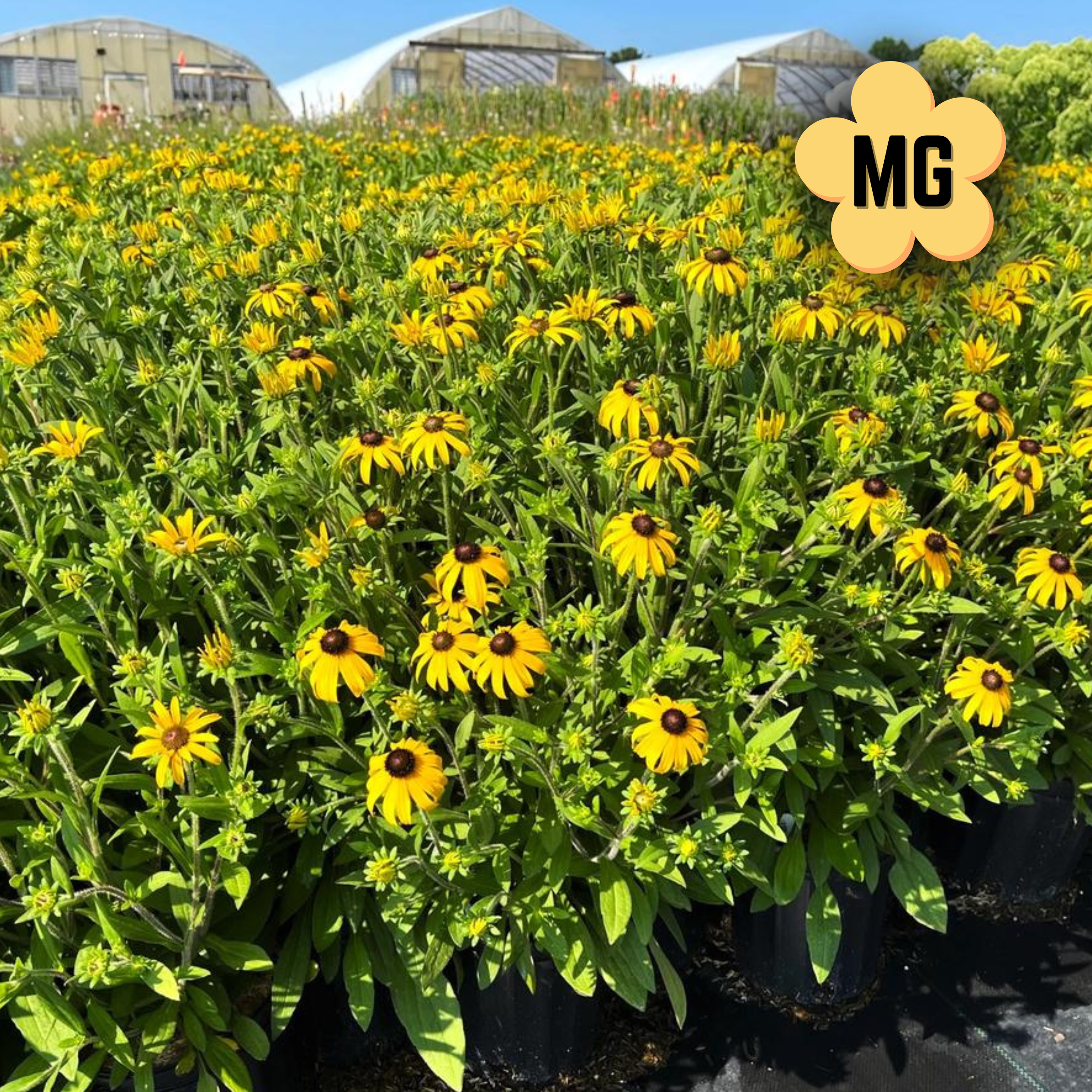 American Gold Rush - Rudbeckia fulgida 'American Gold Rush' - Gallon