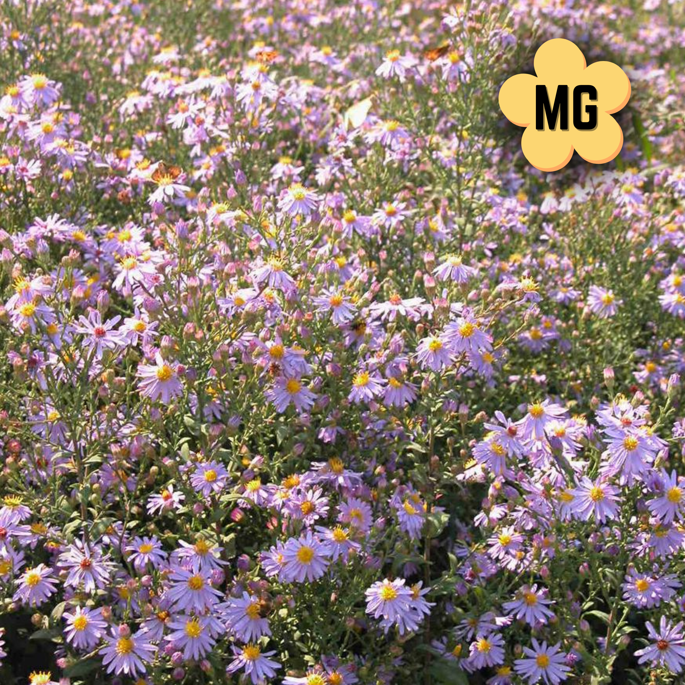 Blue Wood Aster - Aster cordifolius - Quart