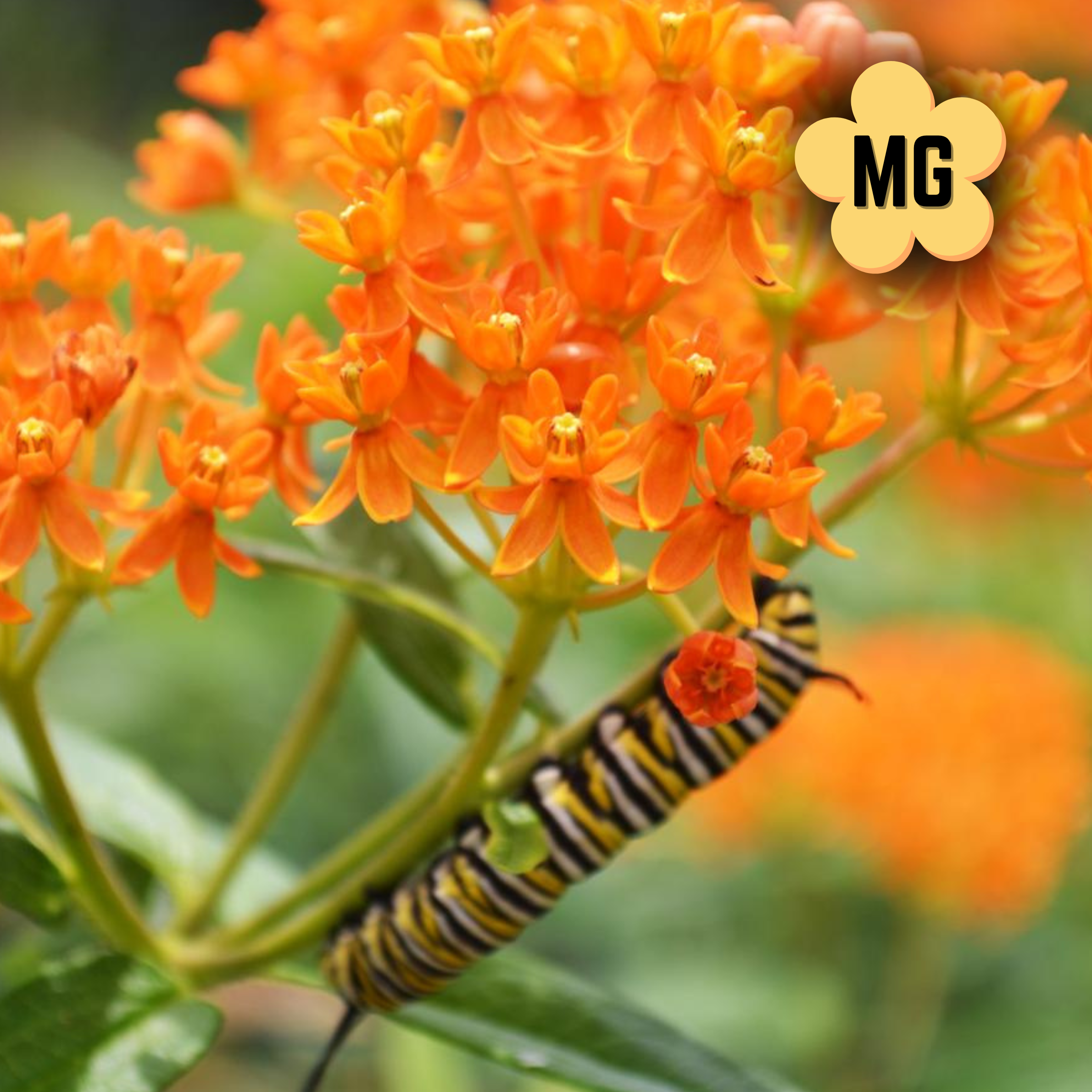 Butterfly Milkweed - Asclepias tuberosa - 4" Pot