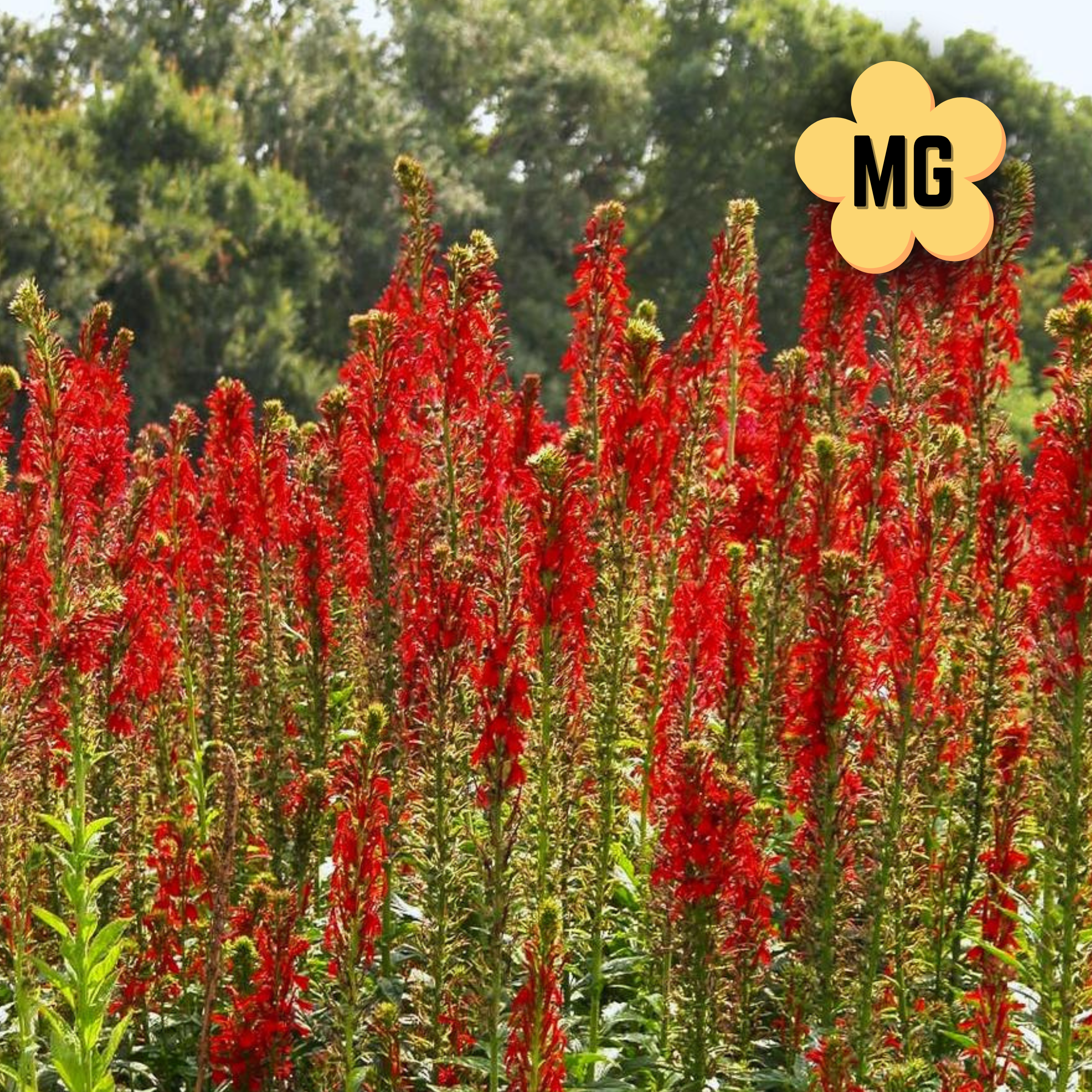 Cardinal Flower - Lobelia cardinalis - Quart