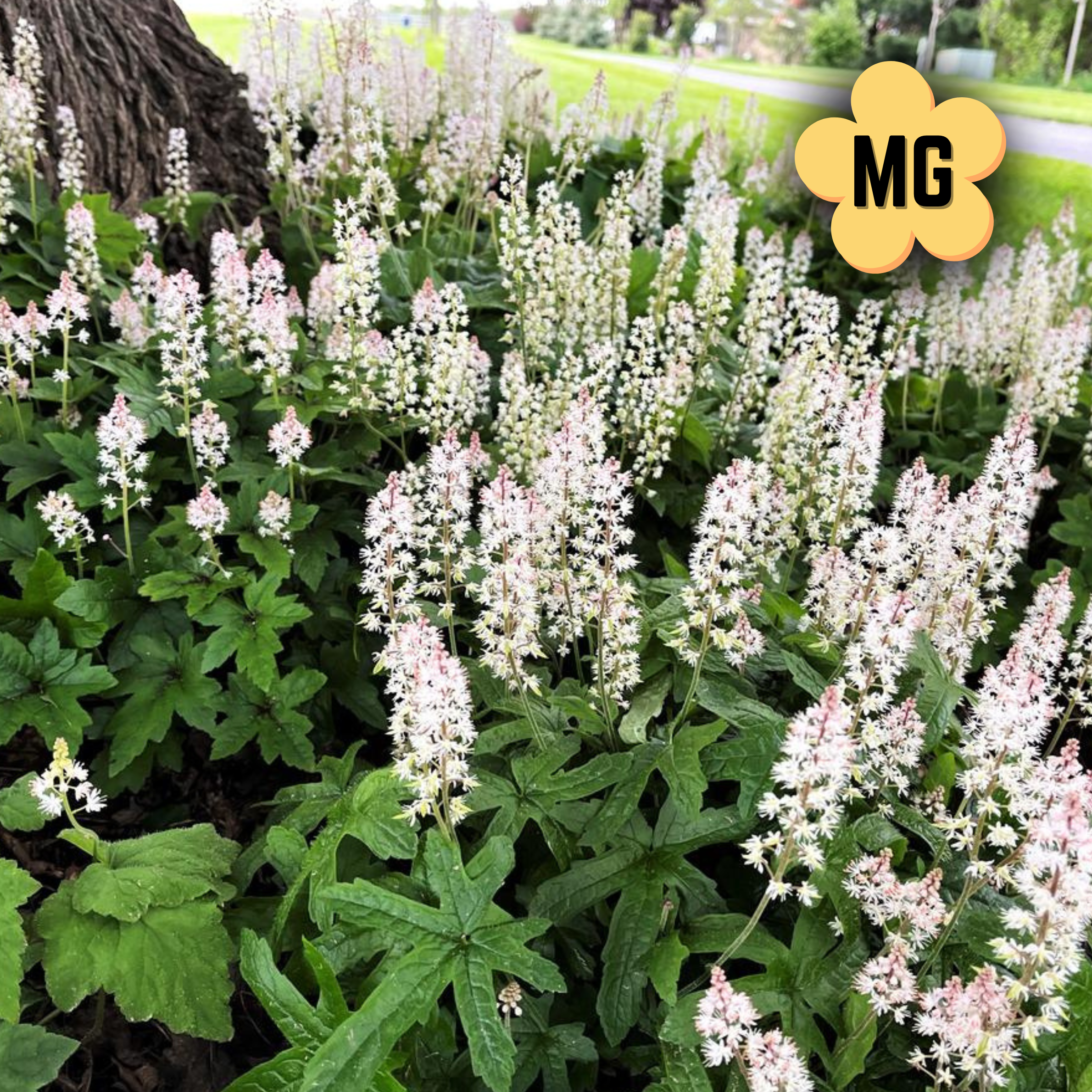 Foamflower - Tiarella cordifolia - Quart