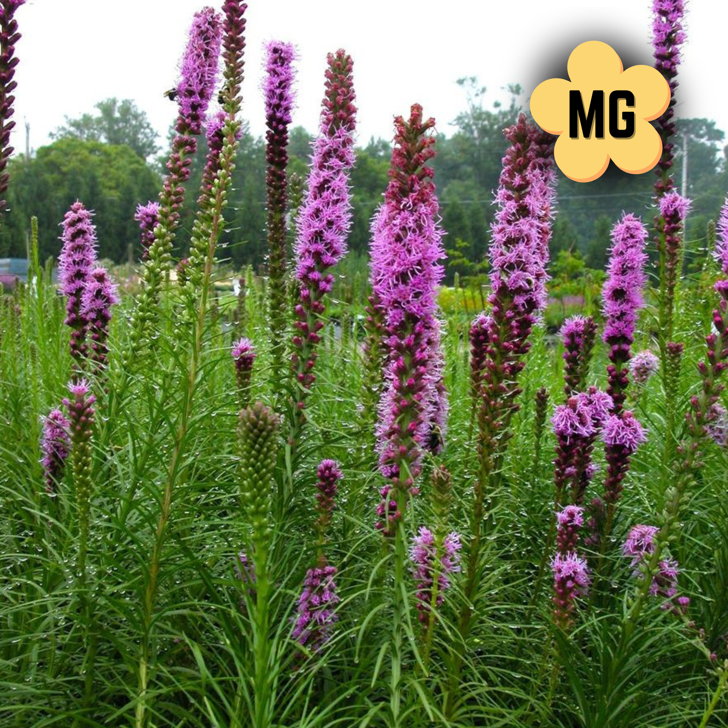Gayfeather (Blazing Star) - Liatris spicata - Quart