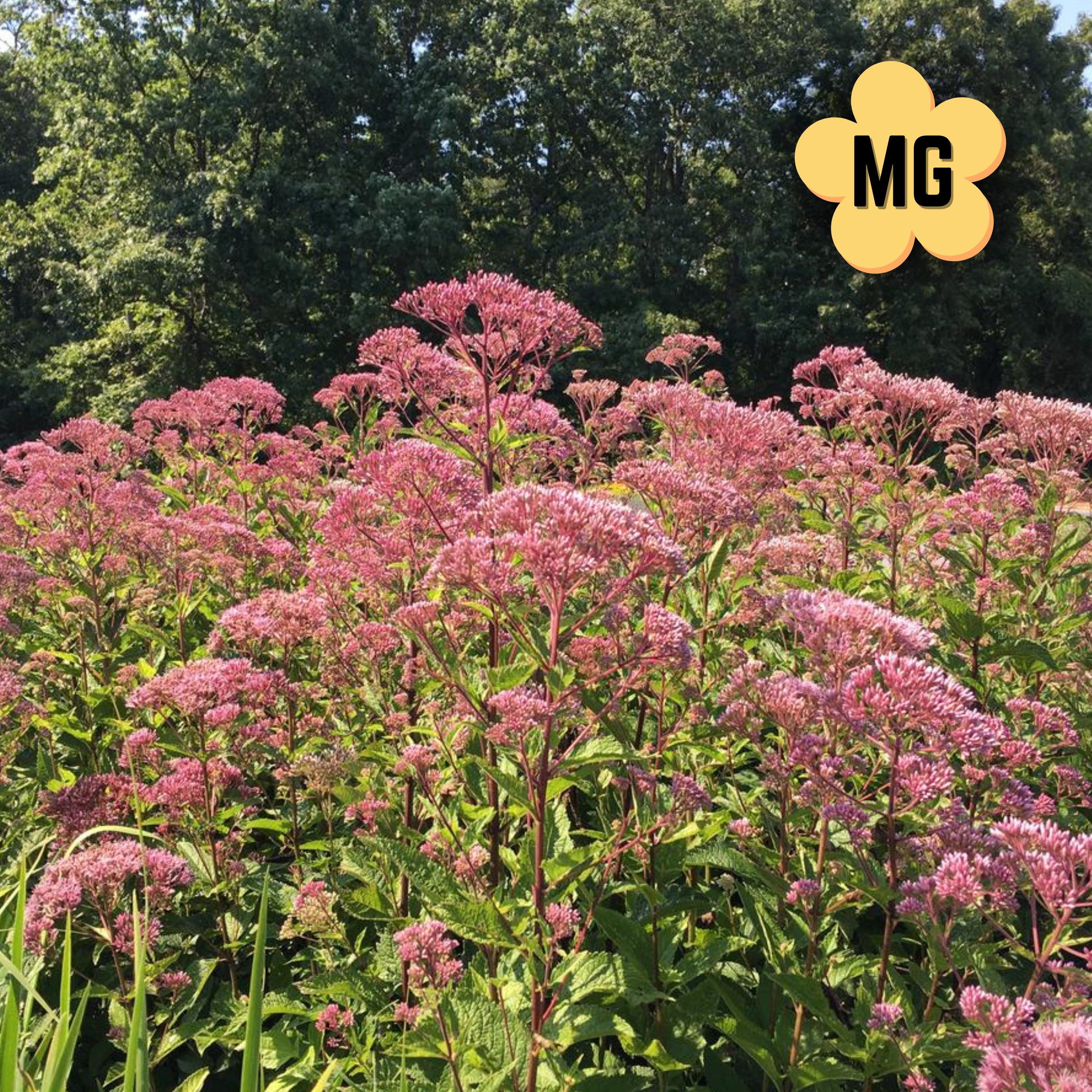 Joe Pye Weed - Eupatorium fitsulosum - Gallon