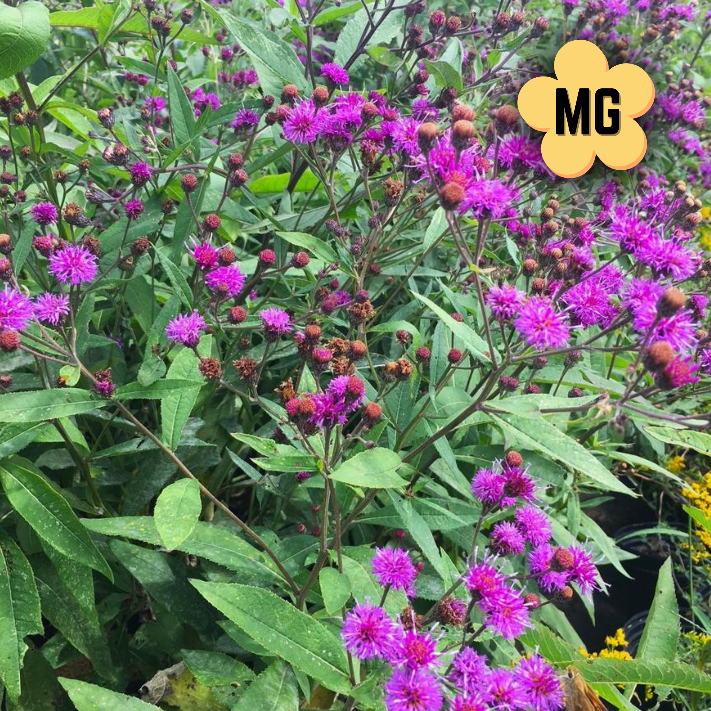 New York Ironweed - Vernonia noveboracensis - Gallon