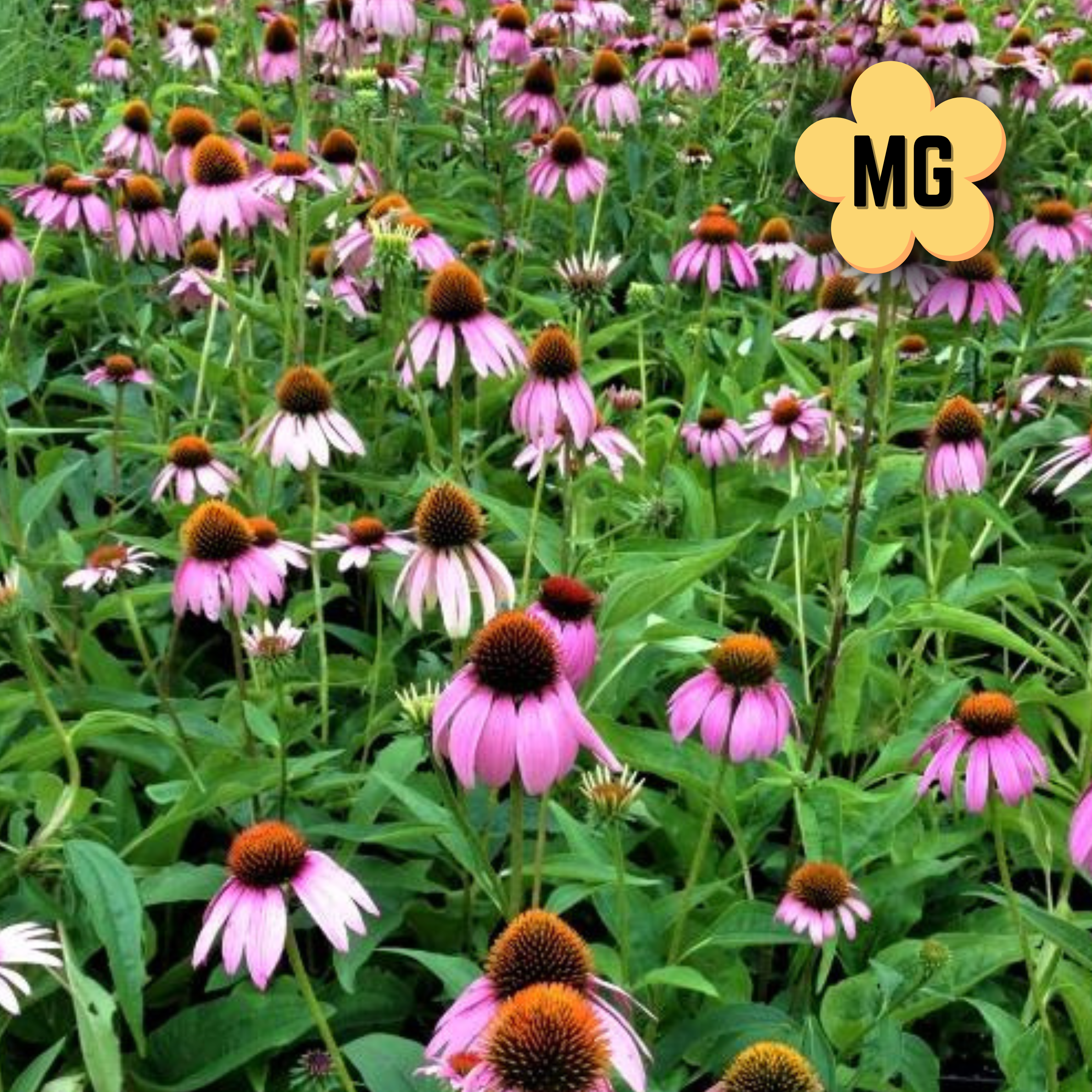 Purple Coneflower - Echinacea purpurea - Quart