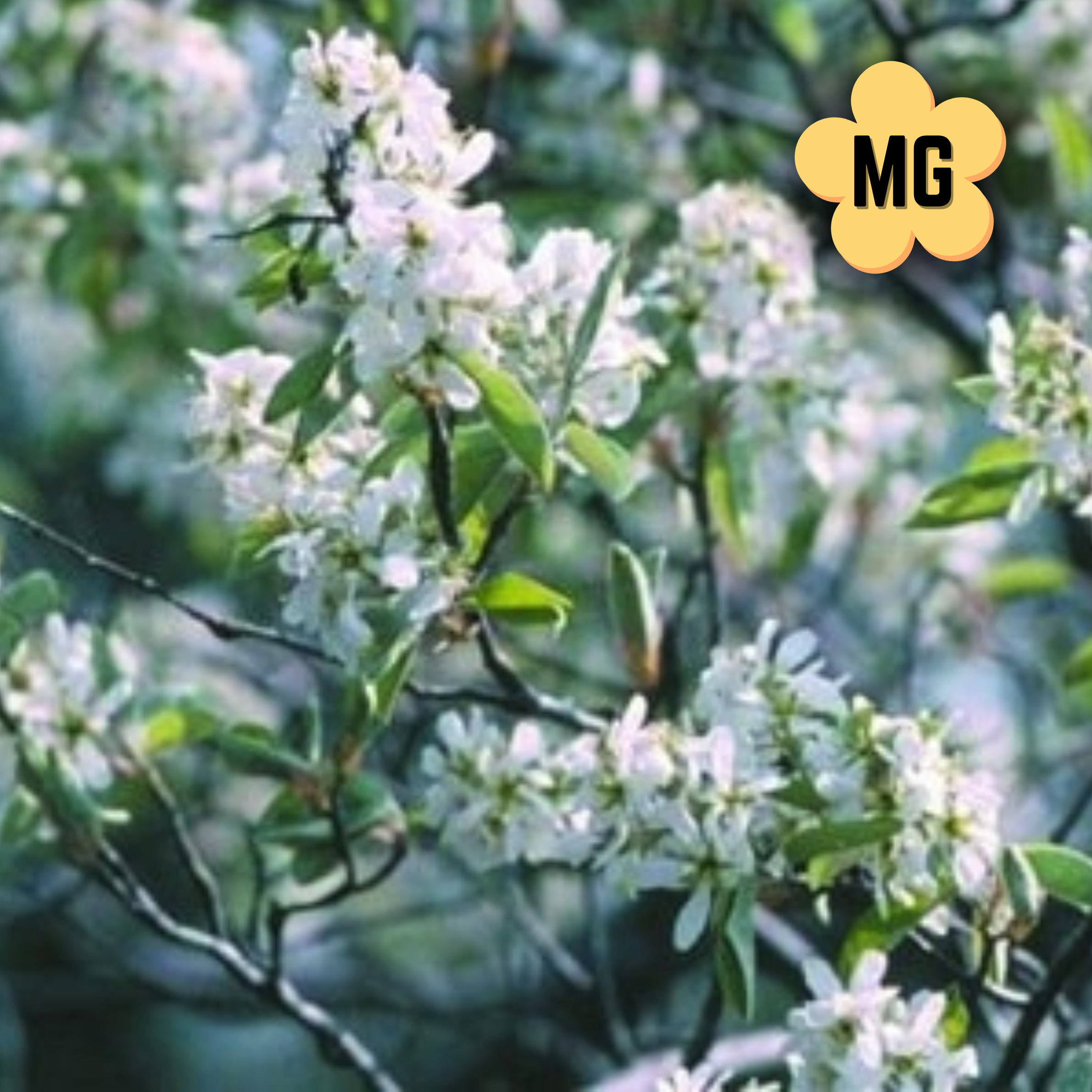 Serviceberry - Amelanchier x. Grandiflora - 3 Gallon
