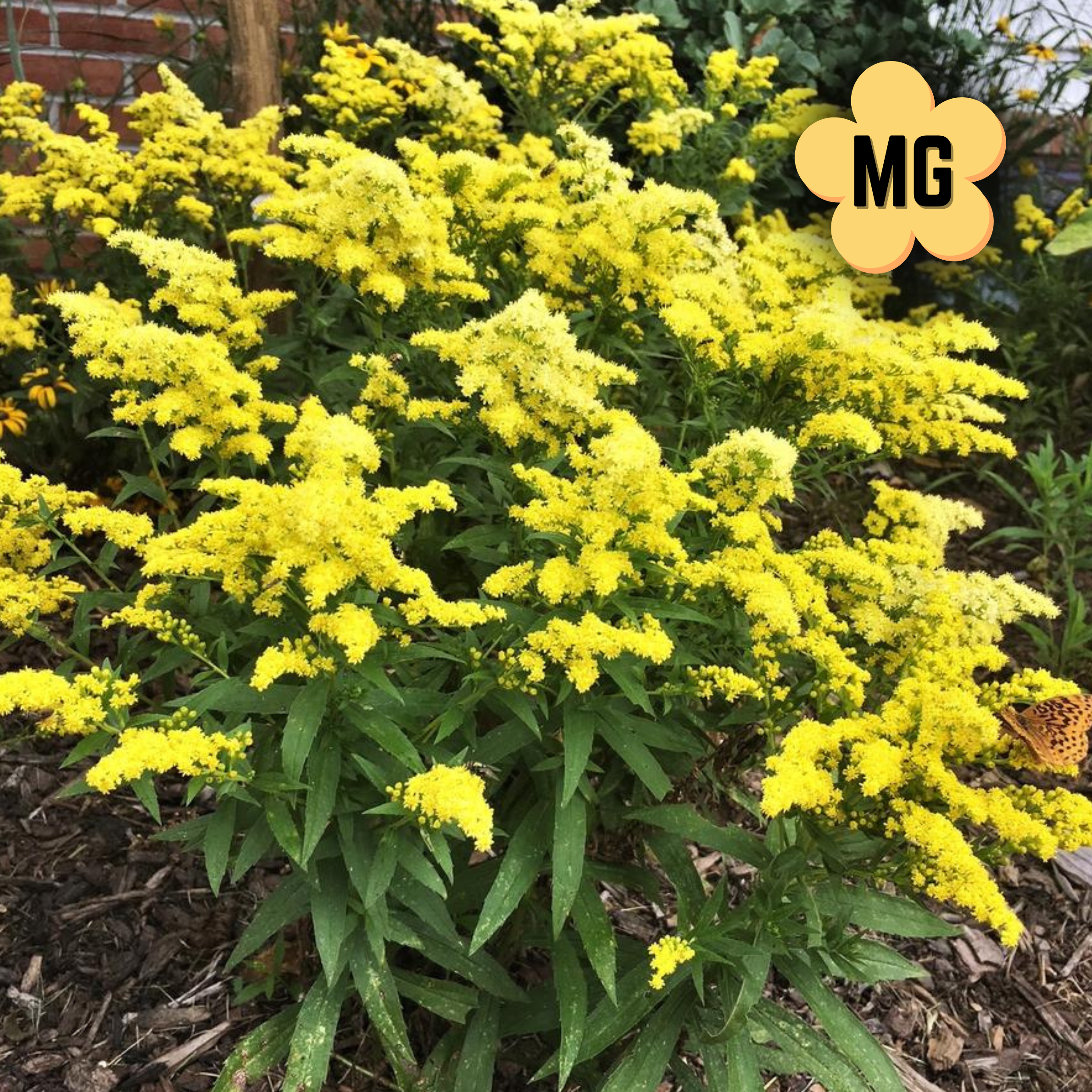 Golden Rod - Solidago Little Lemon 'Dansolitlem' - Quart