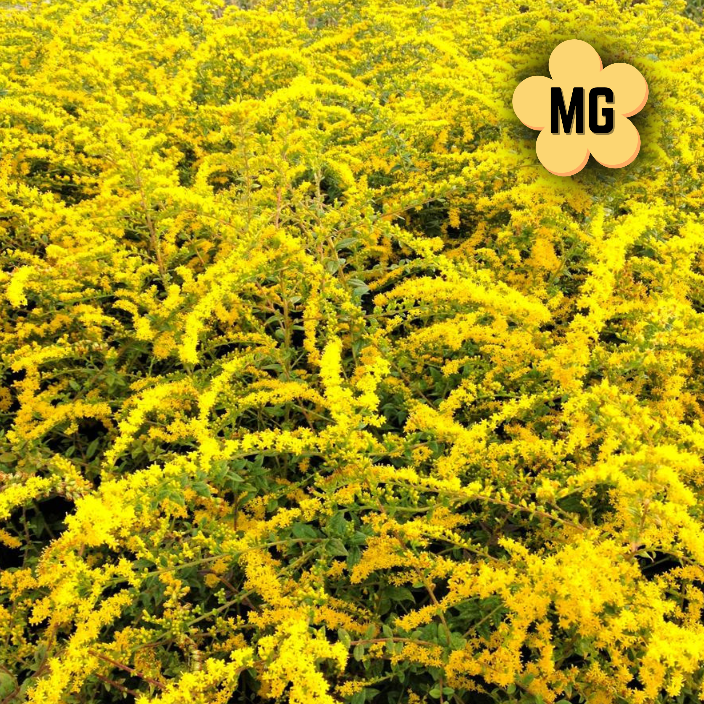 Goldenrod 'Fireworks' - Solidago rugosa 'Fireworks' - Quart