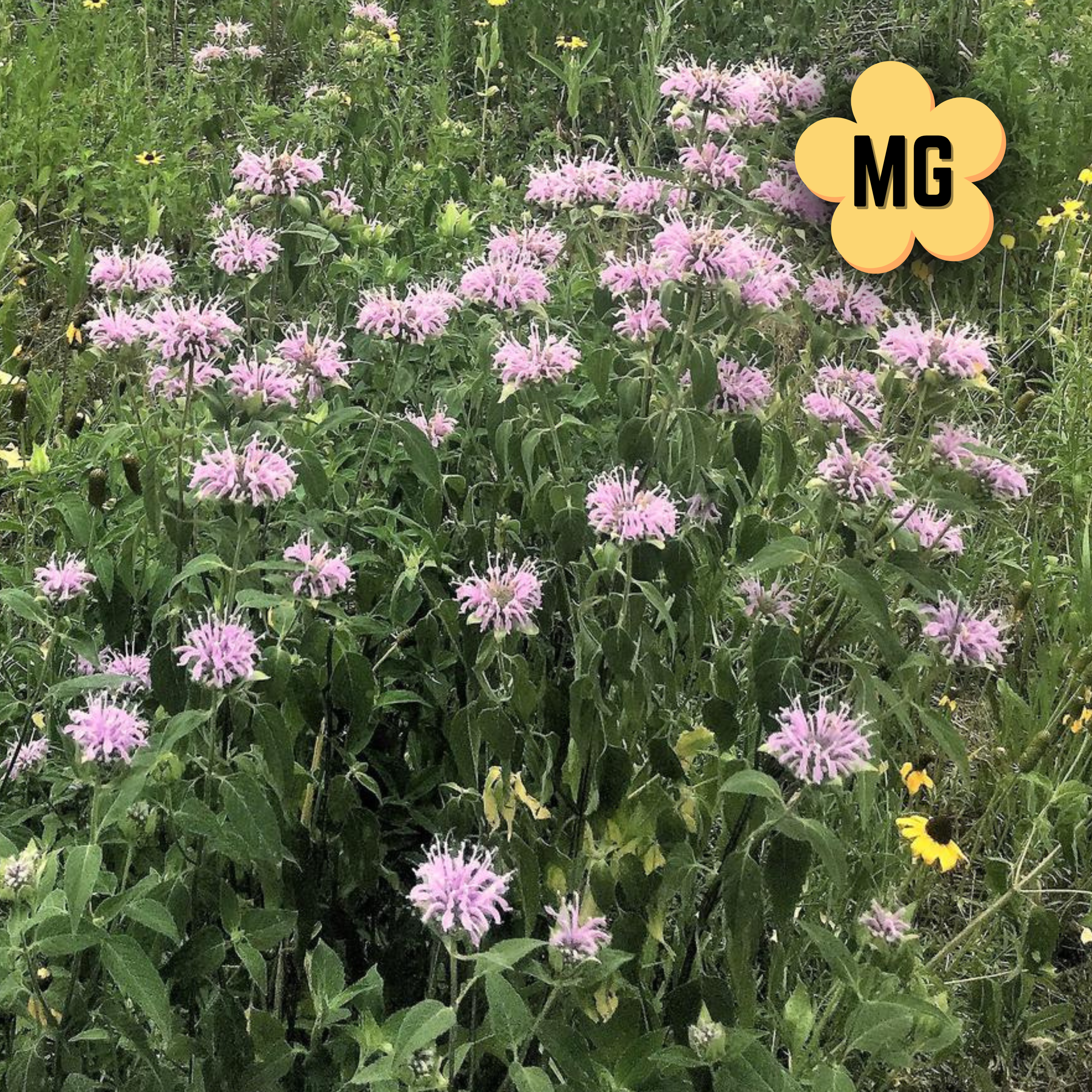 Wild Bergamot - Monarda fistulosa - Quart